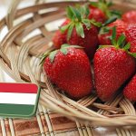 Május közepi szamóca helyzetkép: hiány alakult ki a piacokon 