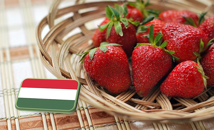 Április végi hazai szamóca helyzetkép