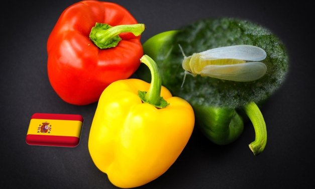 Spanyolország: új vírus jelent meg a  paprikaállományokban