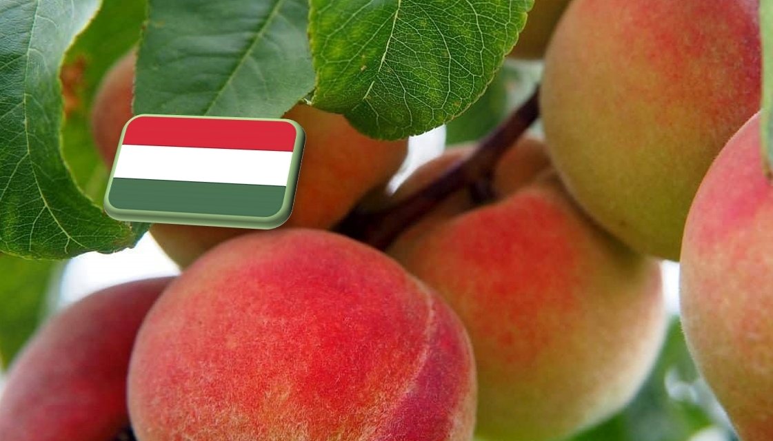 Őszibarack termésprognózis – 2025