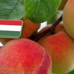 Őszibarack termésprognózis – 2025
