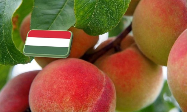 Őszibarack termésprognózis – 2025