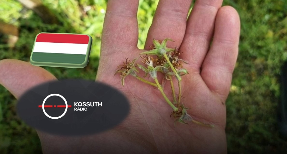 A FruitVeB elnökének rádióinterjúja a hazai fagykárokról 