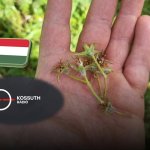A FruitVeB elnökének rádióinterjúja a hazai fagykárokról 