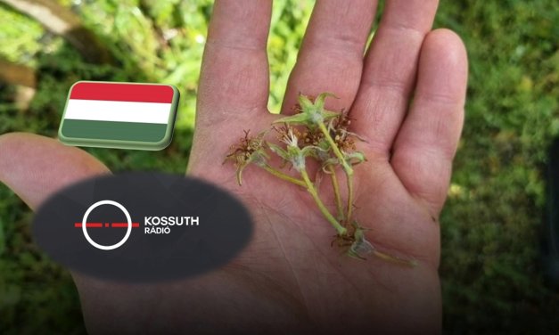 A FruitVeB elnökének rádióinterjúja a hazai fagykárokról 