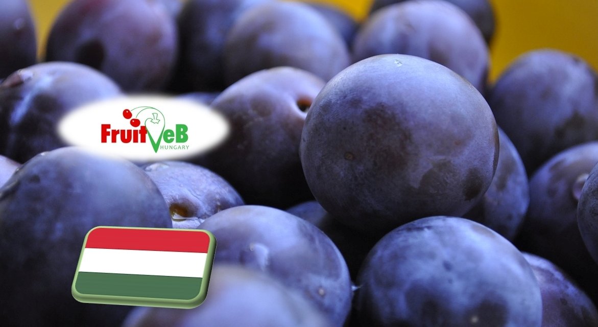 Kérdőíves felmérés szilva termésbecsléshez (május 16-19.) 