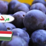 Kérdőíves felmérés szilva termésbecsléshez (május 16-19.) 