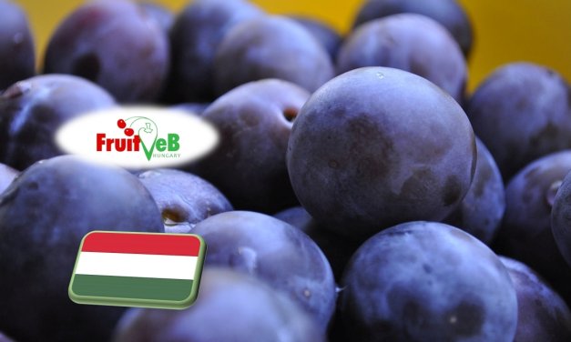 Kérdőíves felmérés szilva termésbecsléshez (május 16-19.) 