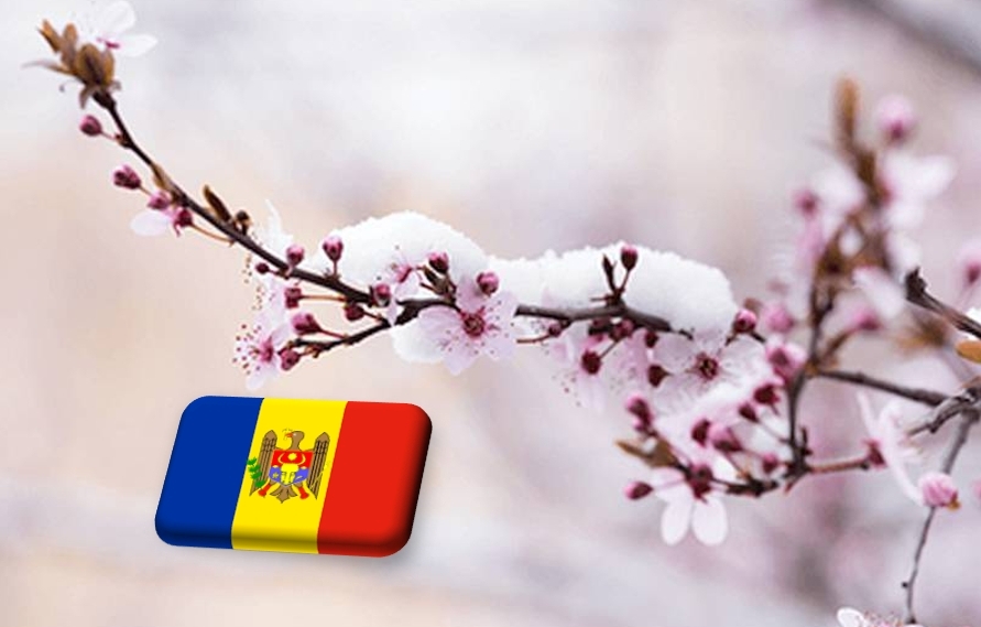 Moldova: súlyos fagykárok kajsziban és cseresznyében 