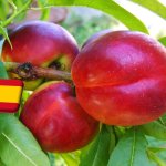 Spanyolország: jó őszibaracktermésre számítanak Katalóniában 