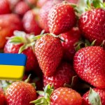 Ukrajna: megjelent a piacokon a fóliaalagutakból származó szamóca 
