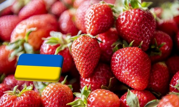 Ukrajna: megjelent a piacokon a fóliaalagutakból származó szamóca 