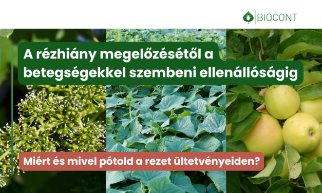 Erős sejtfalak, vastagabb bőrszövet, jobb terméskötés, jobb betegségellenállás 