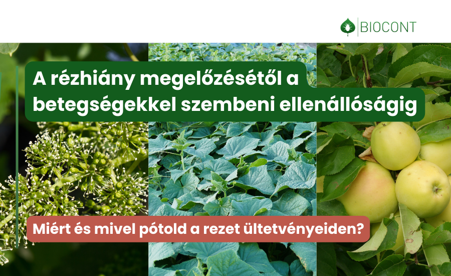 Erős sejtfalak, vastagabb bőrszövet, jobb terméskötés, jobb betegségellenállás 