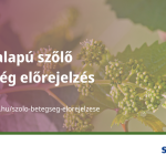 A szőlő hatékony növényvédelme nem kizárólag a permetezéseken múlik