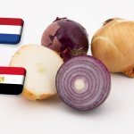 Hollandia: hézagpótló szerepet tölt be az egyiptomi hagyma