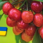 Ukrajna: az esőzések miatt egyre olcsóbb a cseresznye 
