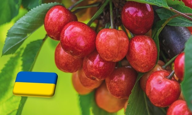Ukrajna: az esőzések miatt egyre olcsóbb a cseresznye 