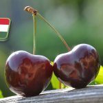 Beszámoló: Cseresznye termesztési tanácskozás (Érd, június 13.) 