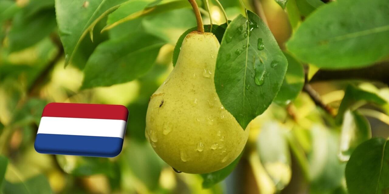 Hollandia: 6%-kal bővül az idei körtetermés a tavalyihoz képest 