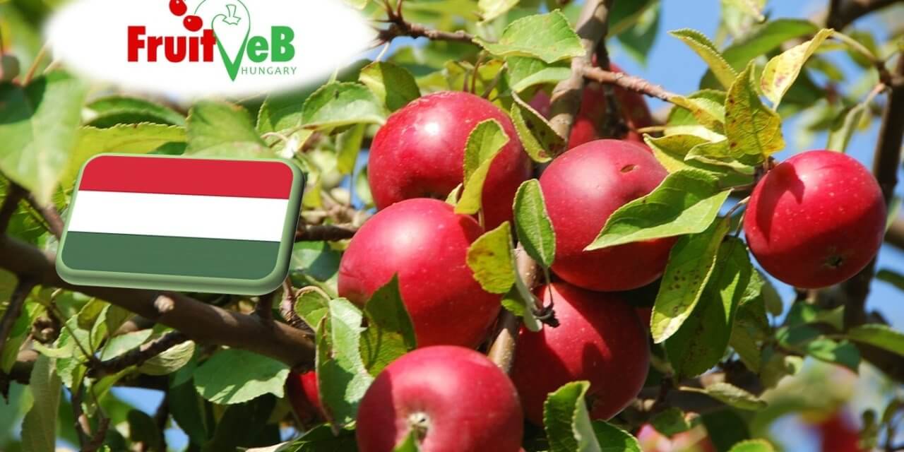 ALMA: 2025. ÉVI TERMÉSPROGNÓZIS 