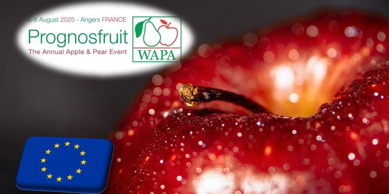 Prognosfruit 2025: 10,5 millió tonna körül stagnál idén az EU-27 almatermése 