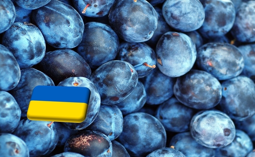 Ukrajna: szabadesésben a szilva ára 