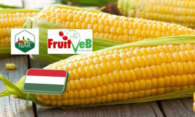 Csemegekukorica körkép 2025. augusztus közepén 