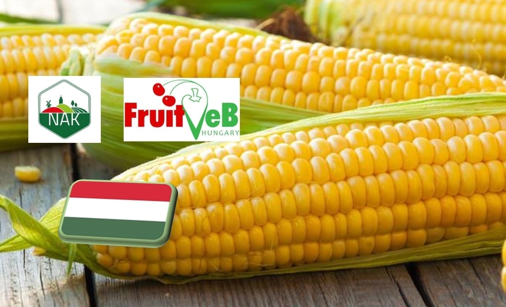 Csemegekukorica körkép 2025. augusztus közepén 