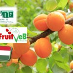 A termesztés újraszervezésére van szükség a kajsziültetvényeken 