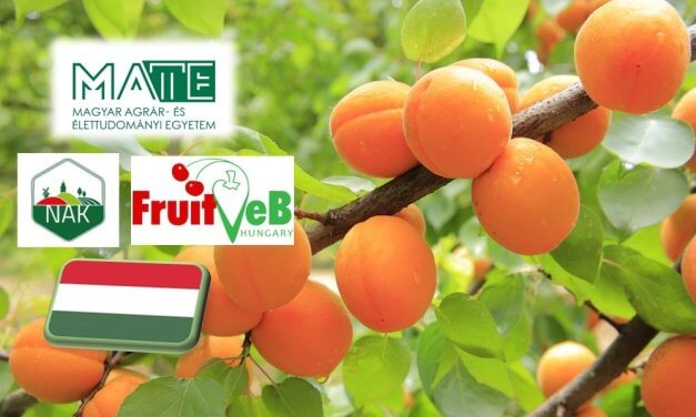 A termesztés újraszervezésére van szükség a kajsziültetvényeken 