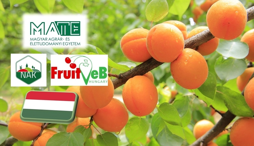 A termesztés újraszervezésére van szükség a kajsziültetvényeken 