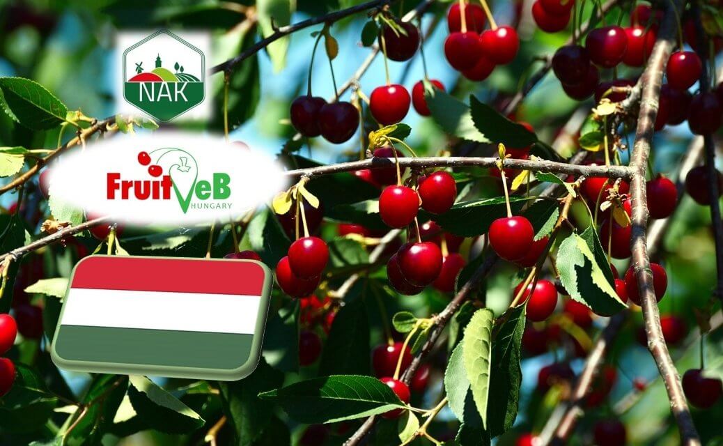 A megszokottnál jóval kisebb az idei meggytermés 