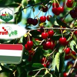 A megszokottnál jóval kisebb az idei meggytermés 