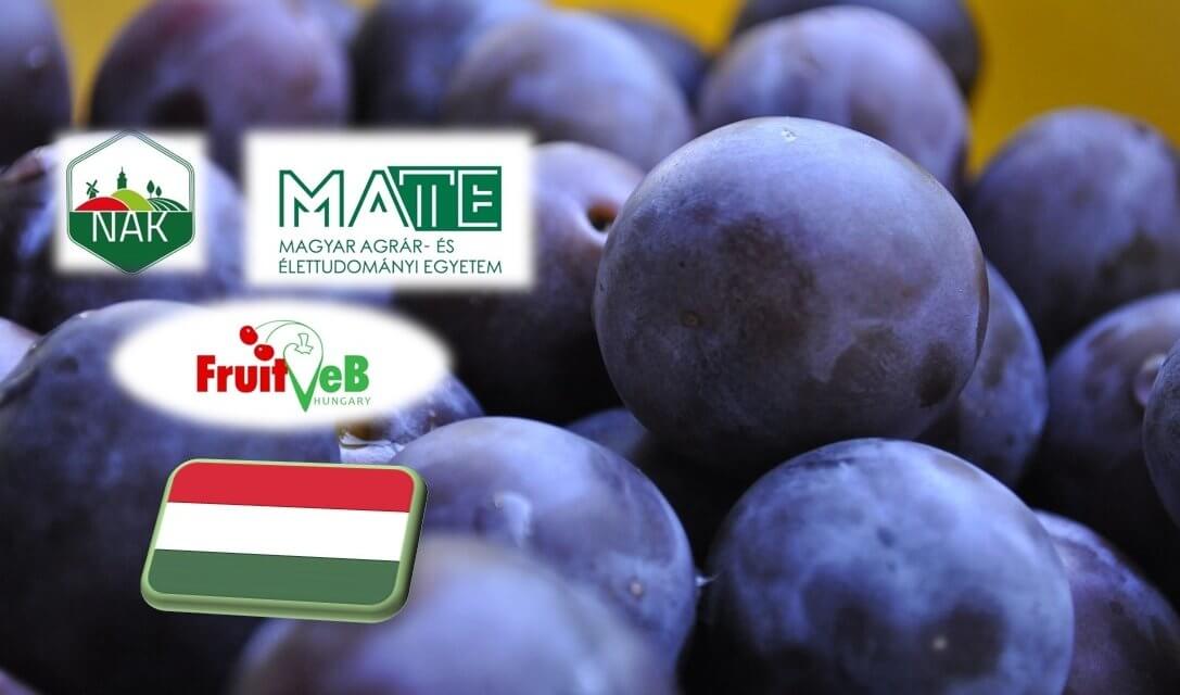 A közepesnél gyengébb lehet a szilvatermés