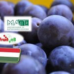 A közepesnél gyengébb lehet a szilvatermés