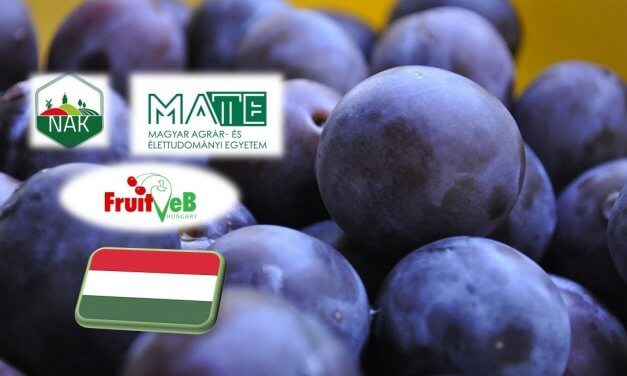 A közepesnél gyengébb lehet a szilvatermés