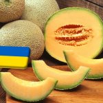 Ukrajna: átmeneti hiány a sárgadinnye piacán 