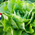 Hollandia: súlyos levéltetű-fertőzés jégsaláta-állományokban 