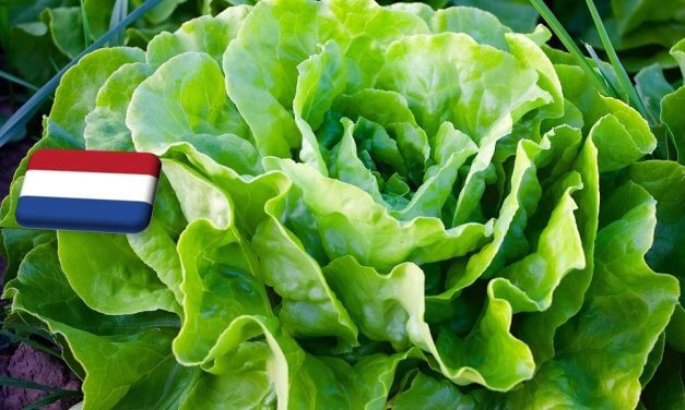 Hollandia: súlyos levéltetű-fertőzés jégsaláta-állományokban 