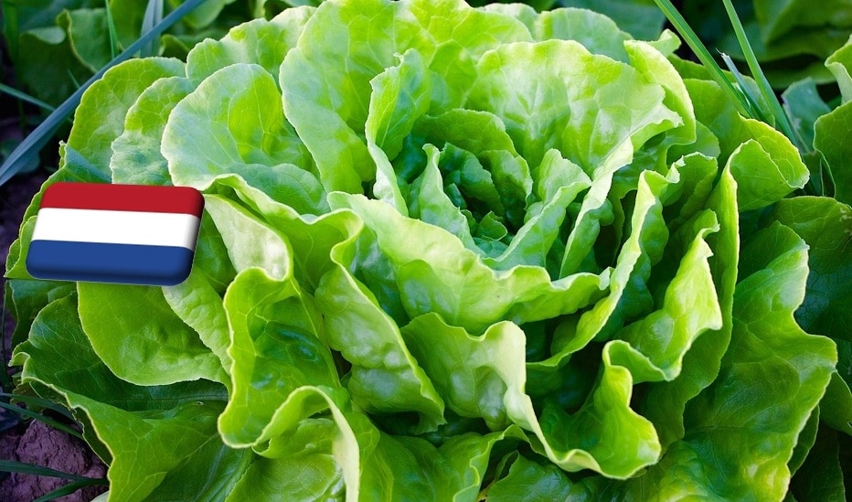 Hollandia: súlyos levéltetű-fertőzés jégsaláta-állományokban 
