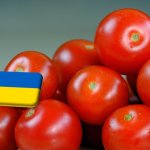 Ukrajna: stabil marad az ipari paradicsom termésének volumene 