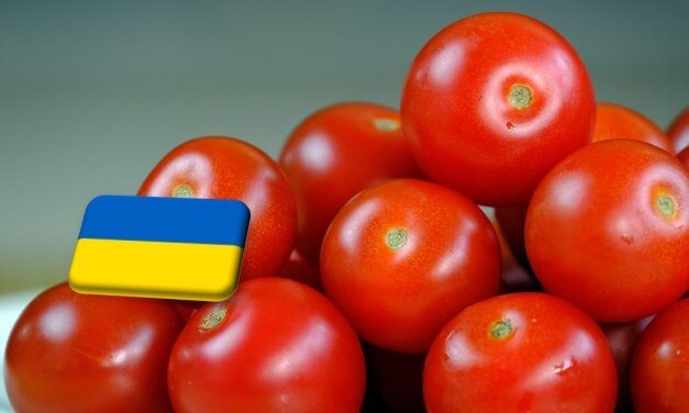 Ukrajna: stabil marad az ipari paradicsom termésének volumene 