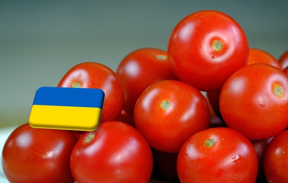 Ukrajna: stabil marad az ipari paradicsom termésének volumene 