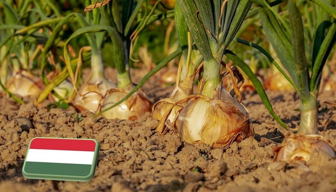 Termelői összefogással javítható a magyar hagyma piaci pozíciója 