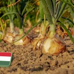 Termelői összefogással javítható a magyar hagyma piaci pozíciója 