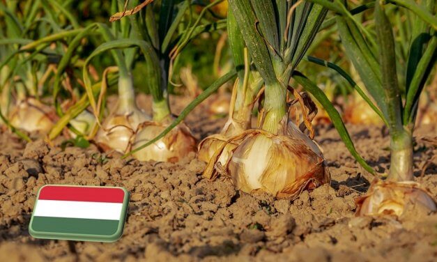 Termelői összefogással javítható a magyar hagyma piaci pozíciója 