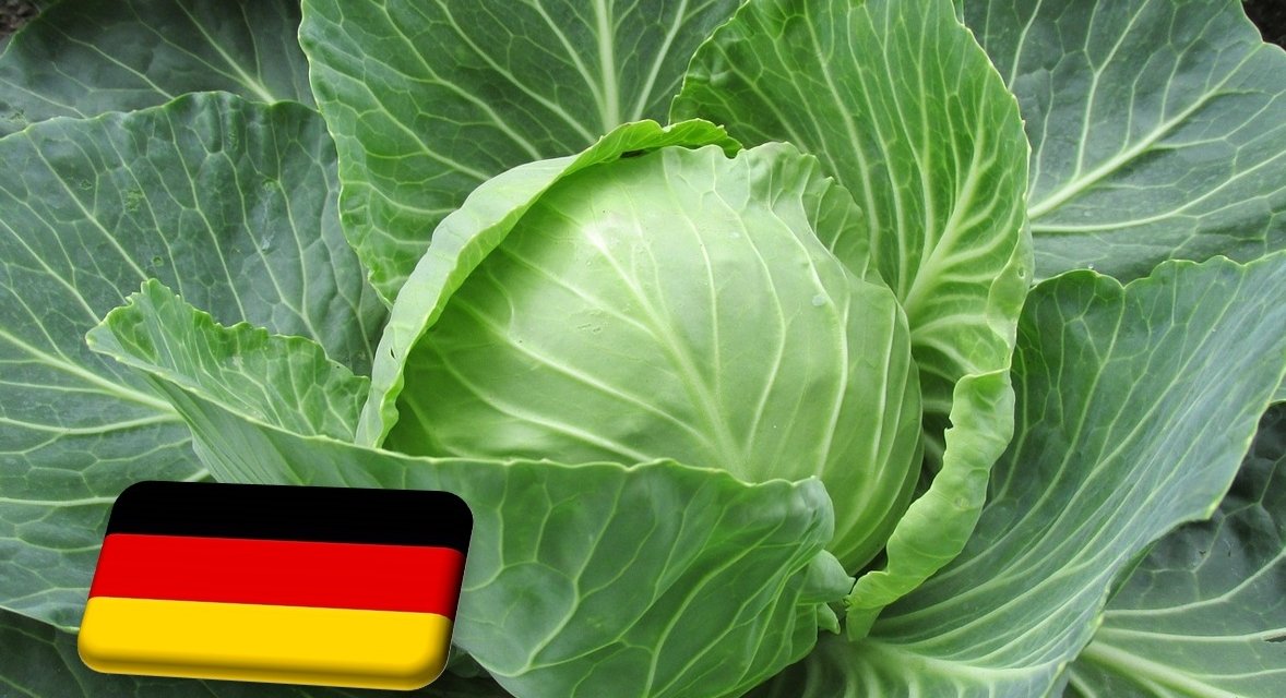 Németország: értékesítési problémák a káposzta piacán 