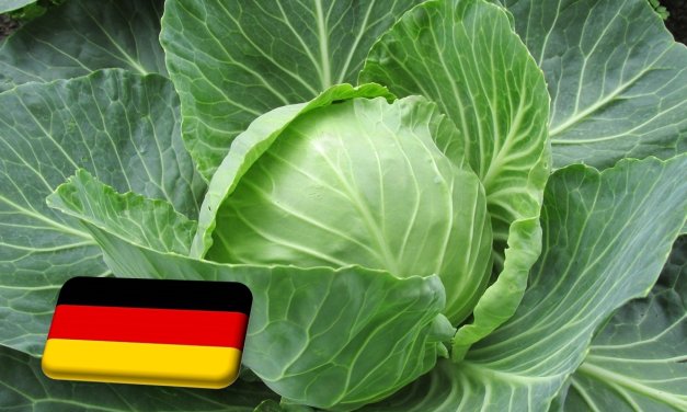 Németország: értékesítési problémák a káposzta piacán 