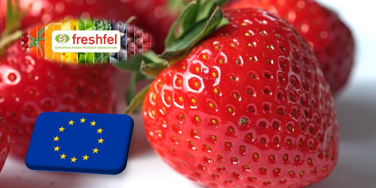 Freshfel: az utóbbi évtizedben 13%-kal csökkent a szamóca uniós piaca 